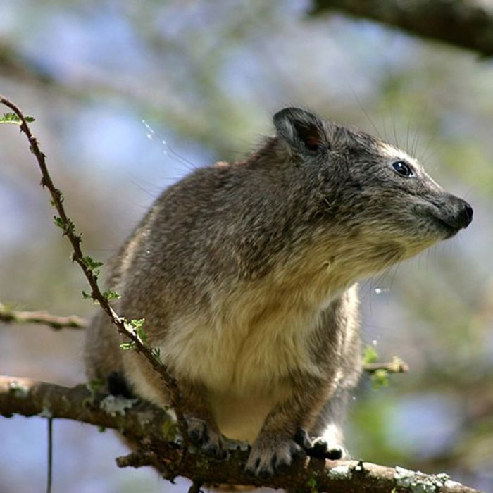 tree-hyrax.jpg