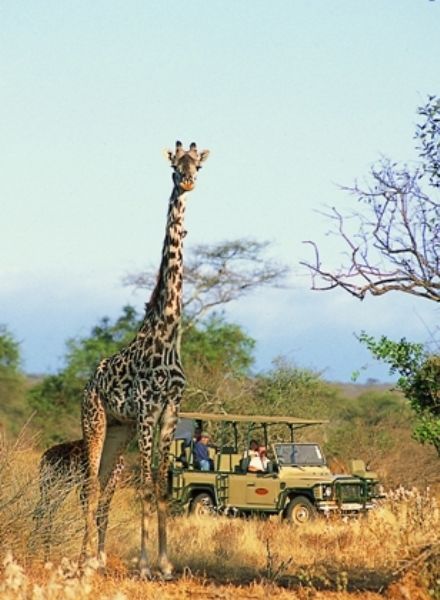 twiga-safari-gallery-image-16-1386540829.jpg
