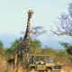 twiga-safari-gallery-image-16-1386540829.jpg
