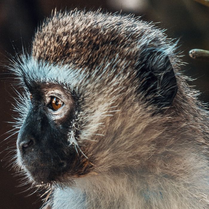 vervet.jpg