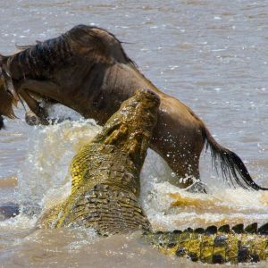 wildebeest-2.jpg