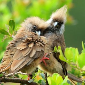 Bush-Camp-birds.jpg