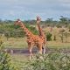 Bush-Camp-giraffe.jpg