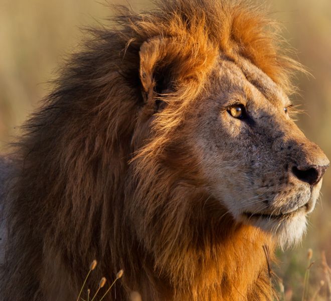 Lion-Safari.jpg