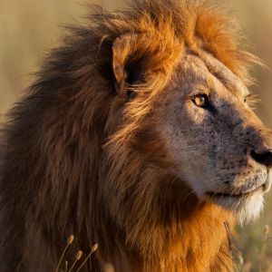 Lion-Safari.jpg