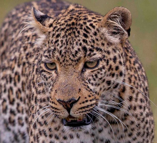 bush-camp-leopard.jpg