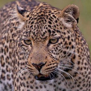 bush-camp-leopard.jpg