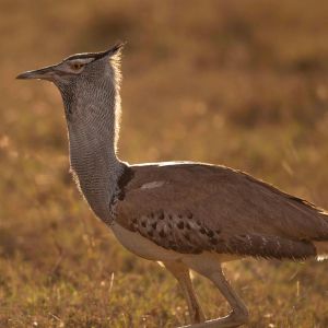 laikipia-location-gallery-bird-3.jpg