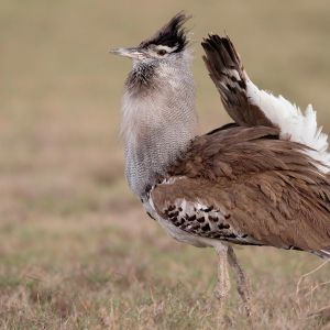 laikipia-location-gallery-bird.jpg