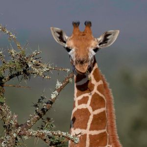 laikipia-location-gallery-giraffe-2.jpg