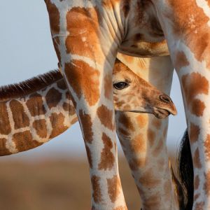 laikipia-location-gallery-giraffe.jpg