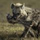 laikipia-location-gallery-hyena.jpg