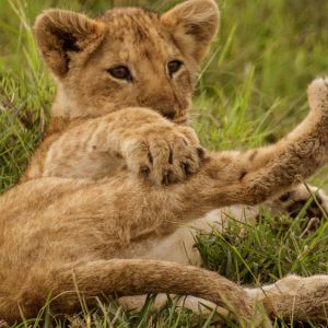 lion-camp-wildlife-4.jpg