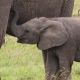 mara-baby-elephant.jpg