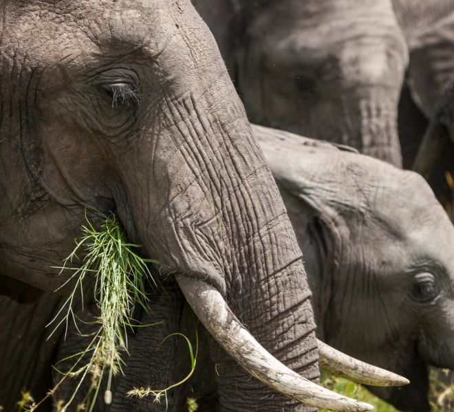 mara-baby-elephants.jpg