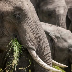mara-baby-elephants.jpg