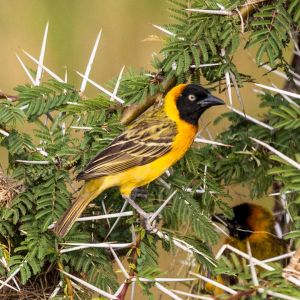 mara-bird-acacia-tree.jpg