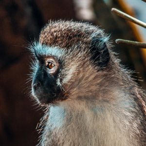 mara-monkey-with-baby.jpg