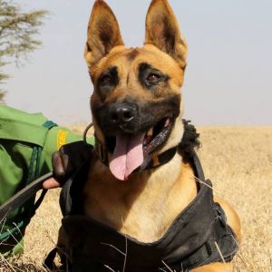 rhino-camp-dog-tracking-sm.jpg