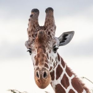 rhino-camp-giraffe.jpg