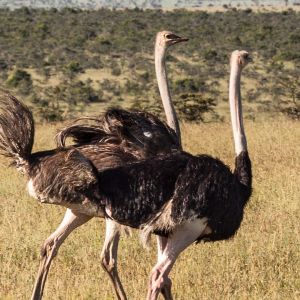 rhino-camp-ostrich.jpg