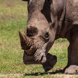 rhino-camp-rhino-1.jpg