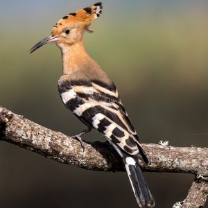 bird-watch-2.jpg