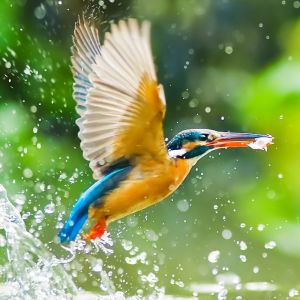 bird-watch.jpg