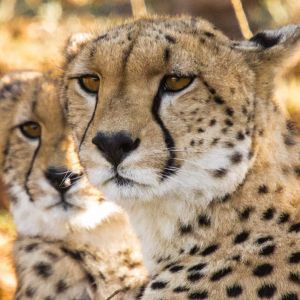 cheetah-camp-cheetas-upclose.jpg