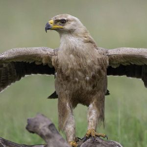 cheetah-camp-eagle-sm.jpg