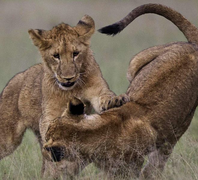 cheetah-camp-lions-playing.jpg