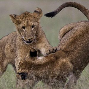cheetah-camp-lions-playing.jpg