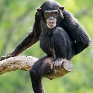 liltle-chimp.jpg