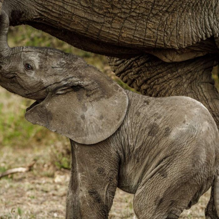 mara-game-drive-baby-elephant.jpg