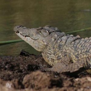 nairobi-camp-croc.jpg