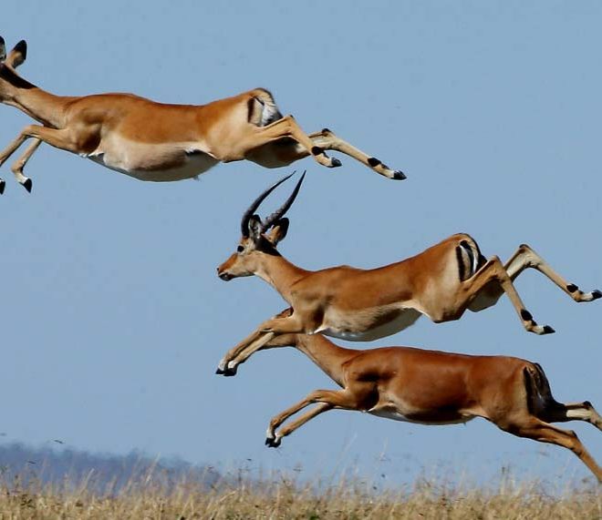 porini-bush-camp-running-antelopes.jpg