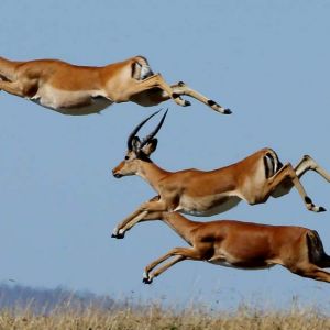 porini-bush-camp-running-antelopes.jpg