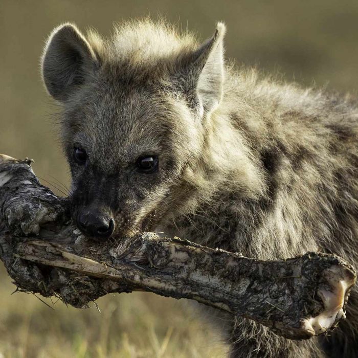 rhino-camp-hyena-eco.jpg