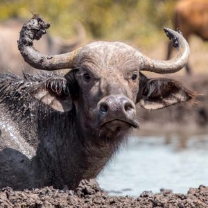 rhino-camp-norther-buffalo.jpg