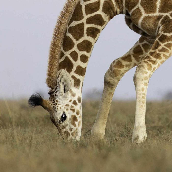 rhino-camp-norther-girrafe.jpg