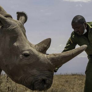 rhino-camp-norther-white-rhino.jpg