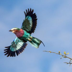 porini-equator-safari-bird-watching