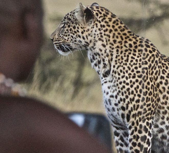 porini-kenya-exclusive-camp-leopard