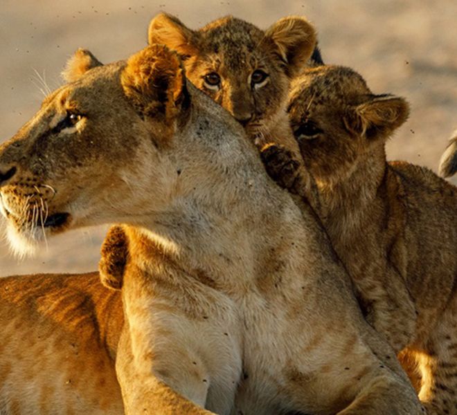 porini-laikipia-mara-safari-lion