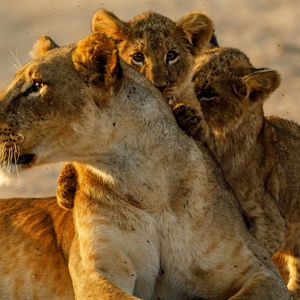 porini-laikipia-mara-safari-lion