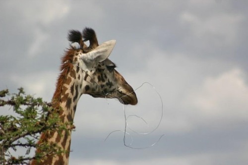 Giraffe Poaching
