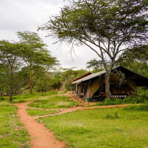 porini_giraffe_traveltomtom_jessmelu-10