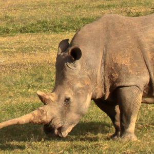 white rhino ol pejeta
